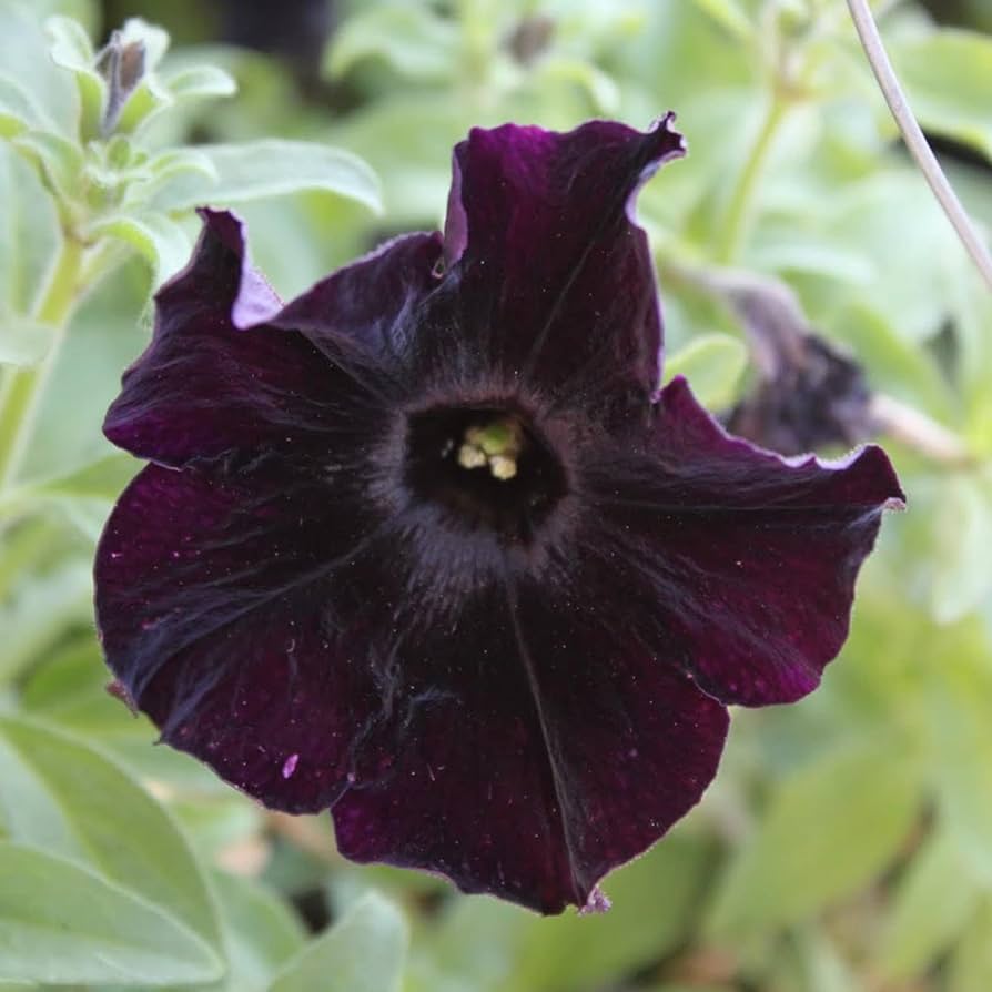 Black Velvet Petunia Multicolored Rare Flower - for planting in home garden